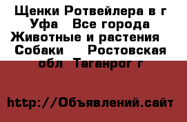 Щенки Ротвейлера в г.Уфа - Все города Животные и растения » Собаки   . Ростовская обл.,Таганрог г.